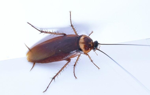Cockroaches
