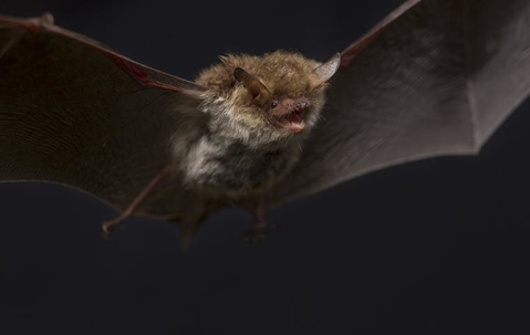 bat