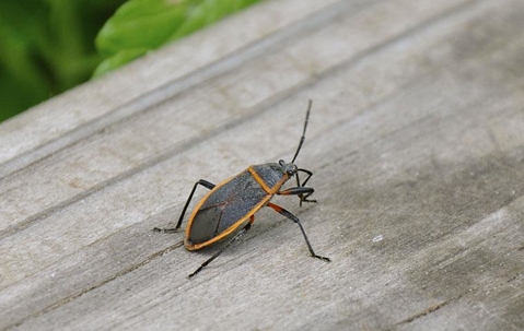 Stink bug