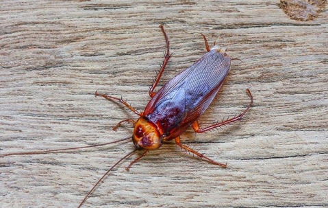Cockroach