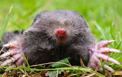 Mole
