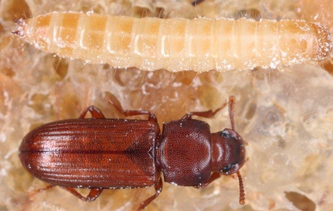 Pantry pest