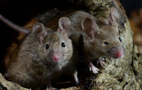 Mouse