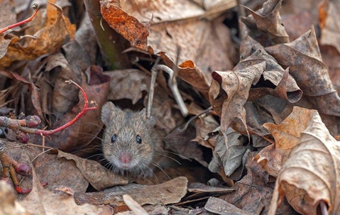 House mouse