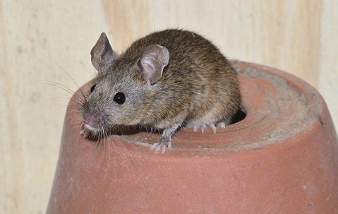House mouse