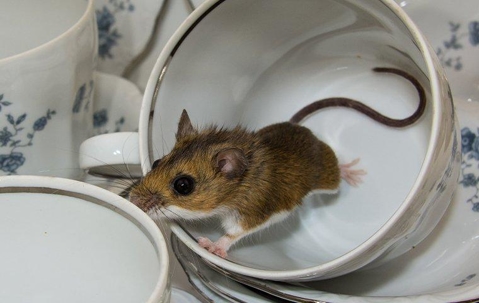 House mouse