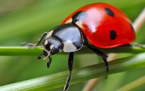 Lady bug