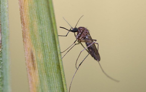 Mosquito