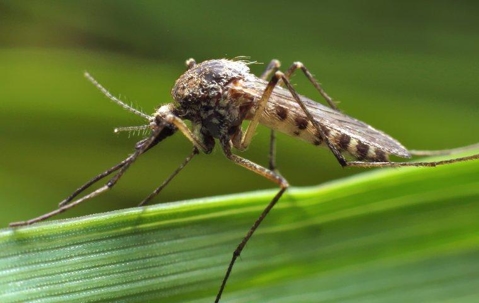Mosquito