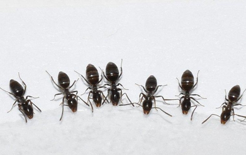 Ants
