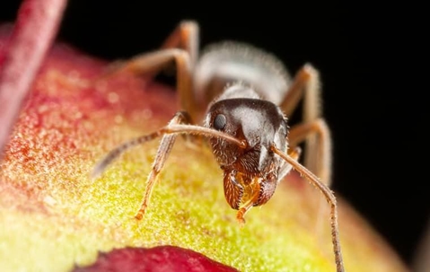 Ants