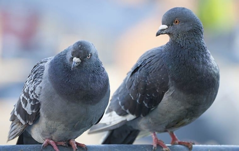 Pigeons