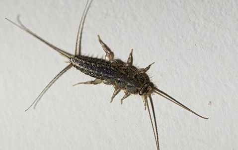SILVERFISH
