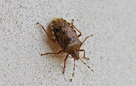 1st Response Pest Management offers helpful advice on dealing with a nasty stink bug invasion in your Columbus home.