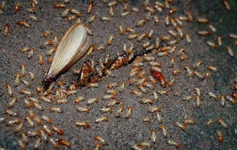 Termites