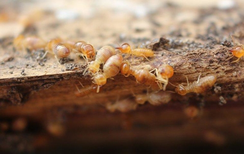 Termites