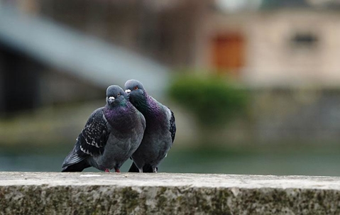 Pigeons