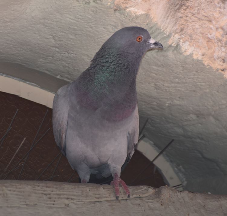 Bird Removal & Exclusion