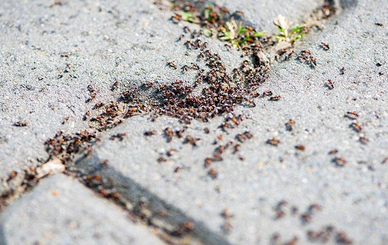 How To Get Rid Of Ants In Your Columbus Home