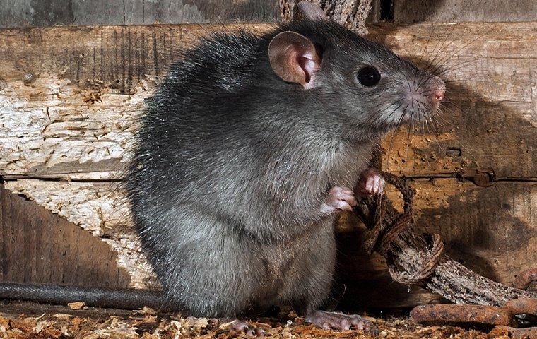 Roof Rats In Columbus: How To Keep Them Away