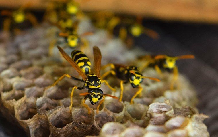 A Useful Wasp Control Guide For Columbus Homeowners