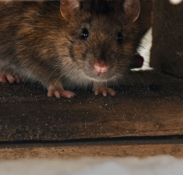 rat