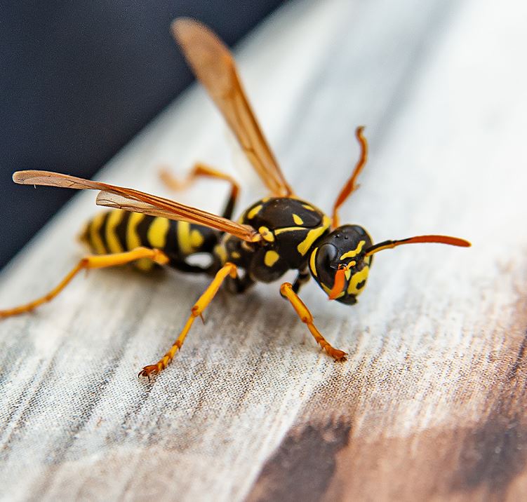 Wasps