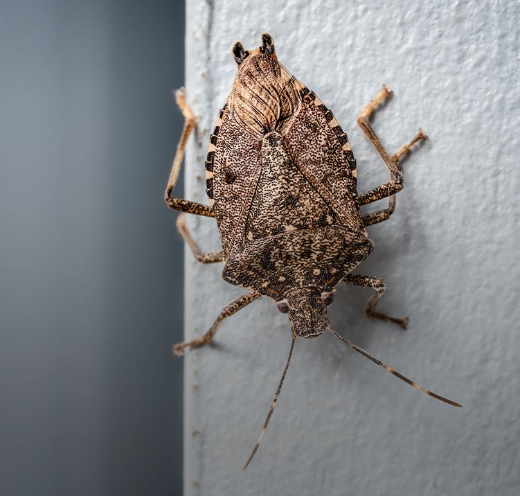 Stink Bug